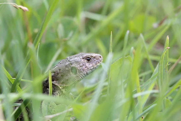 Close Lizard Habitat Wildness Concept — Stock Photo, Image