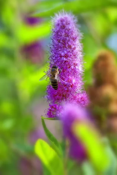 Квіти Більярду Охолоджують Дим Бджолою Детальний Вигляд — стокове фото