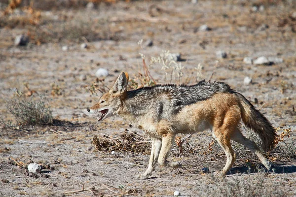 Chacais São Tipo Canino Animais Que Estão Relacionados Com Cães — Fotografia de Stock