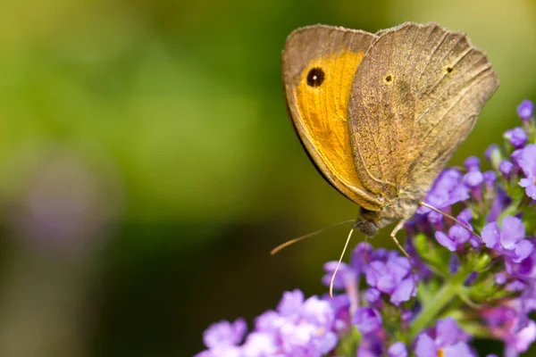 Mały Motyl Kwiatach Koncepcja Dzikości — Zdjęcie stockowe