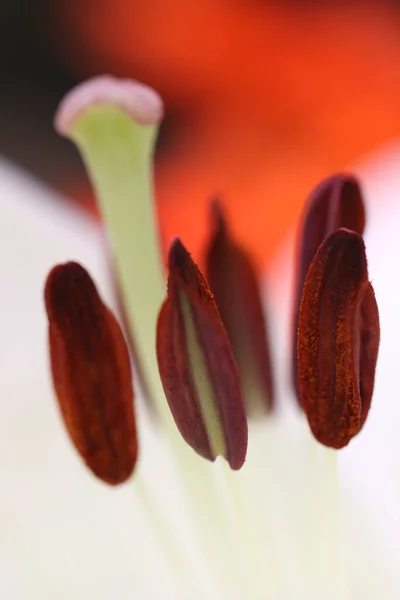 Όμορφη Βοτανική Χλωρίδα Lily Πέταλα Λουλουδιών — Φωτογραφία Αρχείου