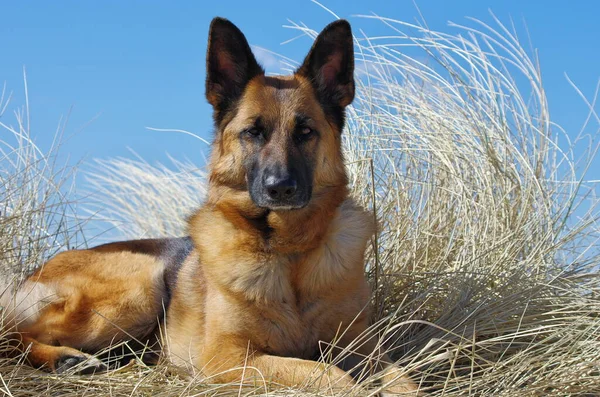 Jule Front Westerhever — Stock Photo, Image