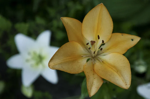 Красивая Ботаническая Флора Лепестки Цветов Лили — стоковое фото
