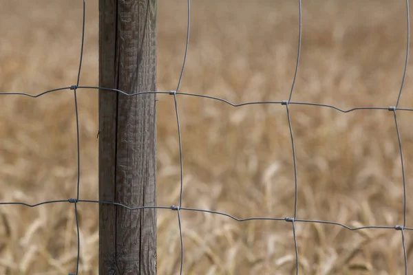 Barbed Wire Fence Nature — Stock Photo, Image