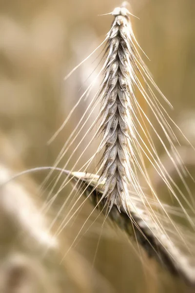 Колосья Кукурузы Кукурузное Поле — стоковое фото