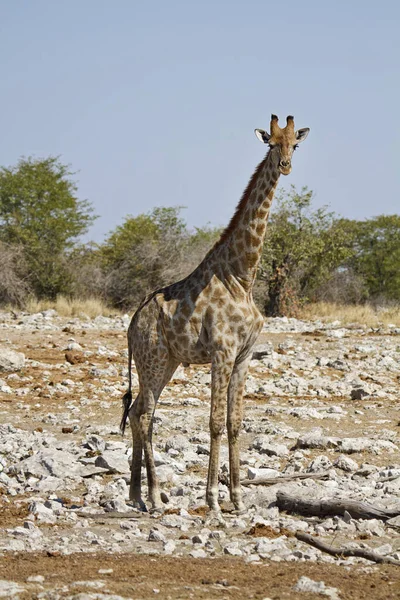 Żyrafa Zwierzę Dzika Przyroda Przyroda Fauna — Zdjęcie stockowe