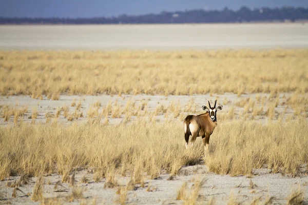 Oryx Antelope Άγρια Ζώα Πανίδα Της Φύσης — Φωτογραφία Αρχείου