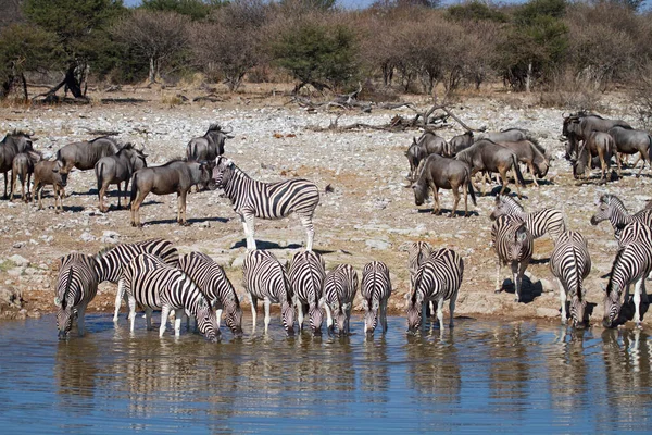 african zebras, zebra animals black and white stripes