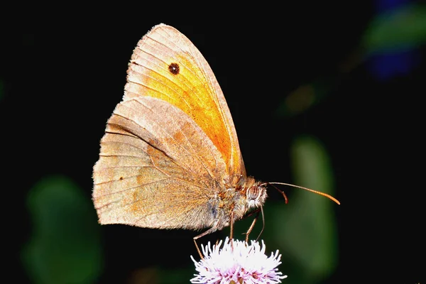 Kleine Vlinder Bloem Wildheid Concept — Stockfoto