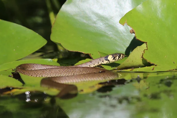 Небезпечна Змія Хижацька Рептилія — стокове фото