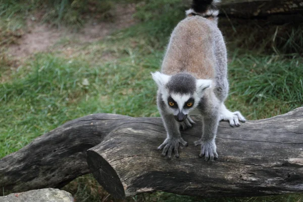 Ogoniasty Lemur Zwierzęcy Flora Fauna — Zdjęcie stockowe