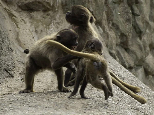 Affe Ist Ein Gebräuchlicher Name Der Sich Auf Gruppen Oder — Stockfoto