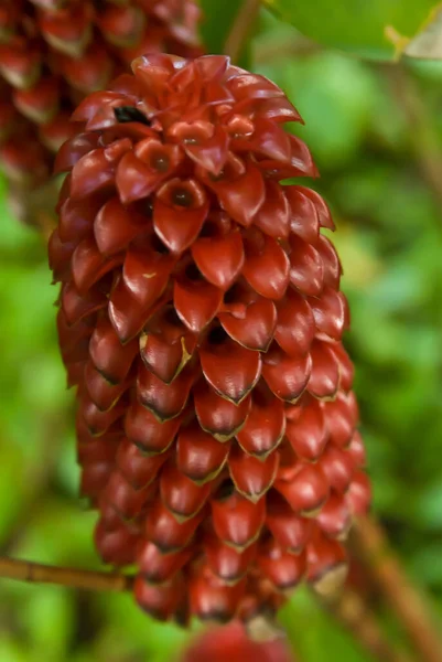 Hawaii Deki Botanik Bahçesinde Çiçek — Stok fotoğraf