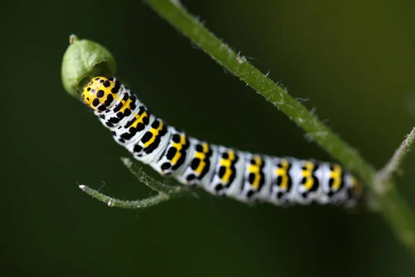 Nahaufnahme Von Wanzen Der Wilden Natur — Stockfoto