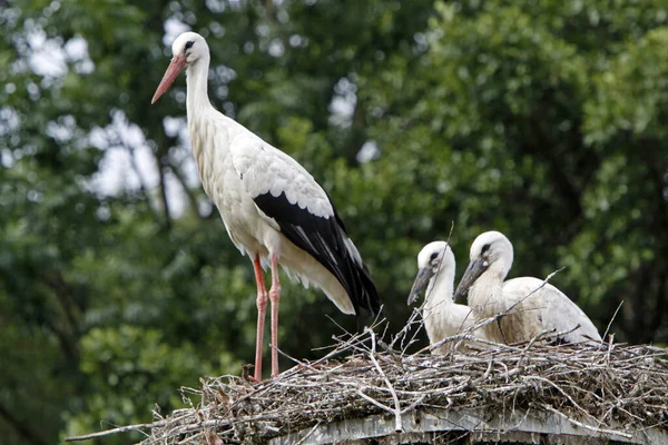 Scenic View Beautiful Stork Bird Nature — Stock Photo, Image