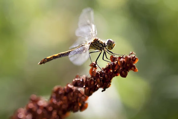 Odonata Inseto Libélula Flora Fauna — Fotografia de Stock