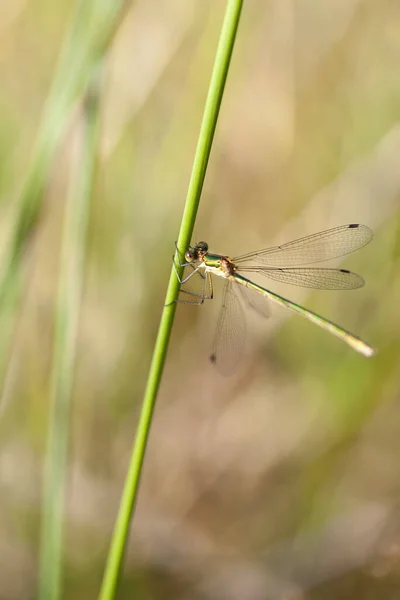 Pond Maiden Lestidae Makro Çekimde Bir Sapın Üzerinde — Stok fotoğraf