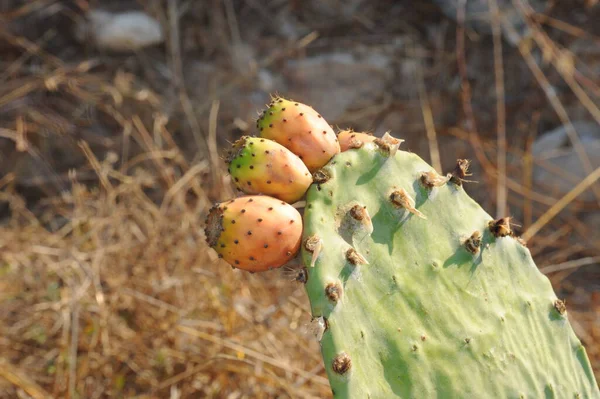 Frutos Del Cactus Higo —  Fotos de Stock