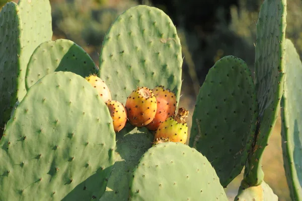 Frutta Del Cactus Fico — Foto Stock