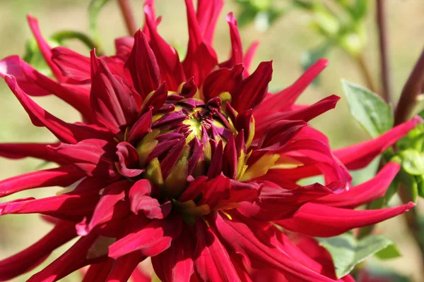 Nahaufnahme Einer Roten Dahlienblüte — Stockfoto
