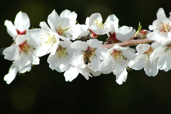 Mandel Blomma Blommor Trädgrenar Vår Blomma Blomma — Stockfoto