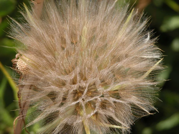 Семена Одуванчиков Траве — стоковое фото