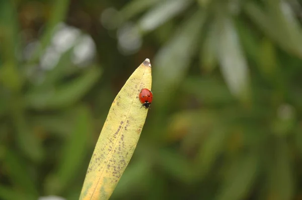 Vista Cerca Lindo Insecto Mariquita —  Fotos de Stock