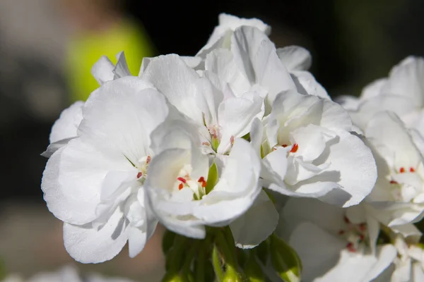 Płatki Kwiatów Storczyka Flora — Zdjęcie stockowe