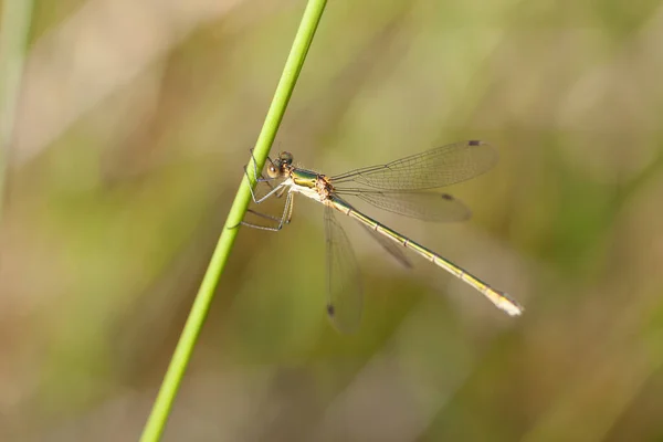 Teichjungfer Lestidae Auf Einem Stiel Einer Makroaufnahme — Stockfoto