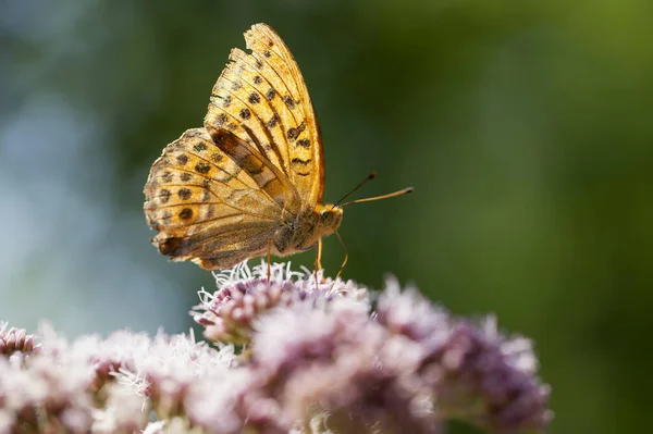 Imperatore Cappotto Argynnis Paphia Macro Shot — Foto Stock