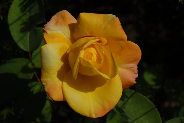 Petali Fiori Rosa Flora Bellezza — Foto Stock