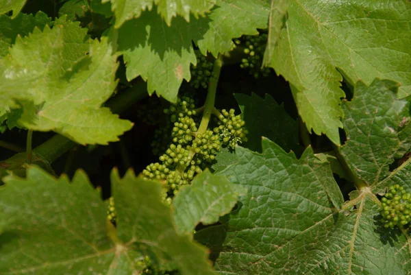 Feuilles Raisin Vert Dans Vignoble — Photo