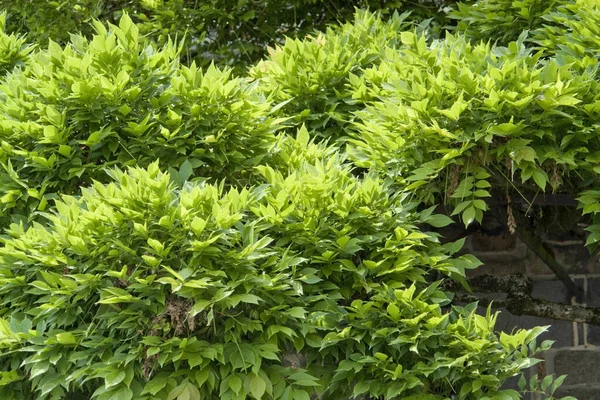 Florece Detalle Planta Con Hojas Verdes Iluminadas Soleadas —  Fotos de Stock