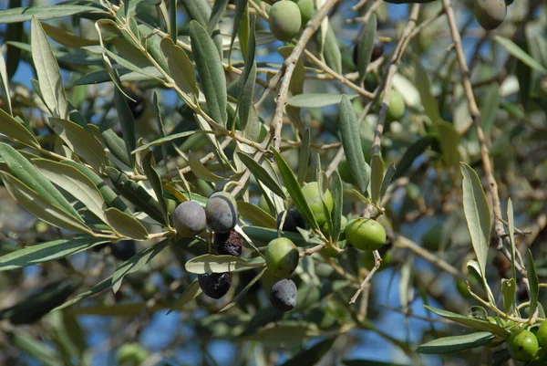 Spanien Oliven Auf Dem Baum — Stockfoto