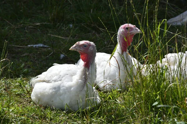 Weiße Gans Auf Dem Gras — Stockfoto