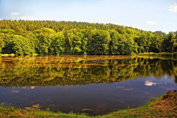 Bela Paisagem Verão Com Lago Floresta — Fotografia de Stock