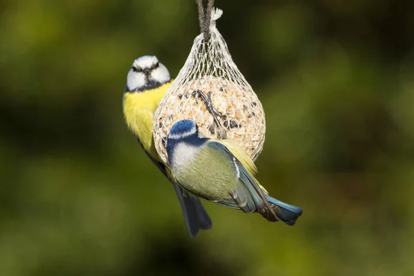 Great Tit Parus Major Perched Branch Park — ストック写真