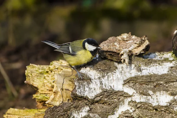 Great Tit Parus Major Sitting Branch Park — Fotografia de Stock