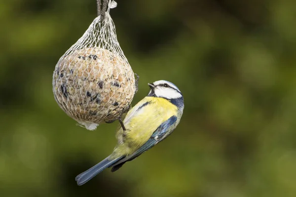 Велика Цицька Parus Major Натягнута Гілку — стокове фото