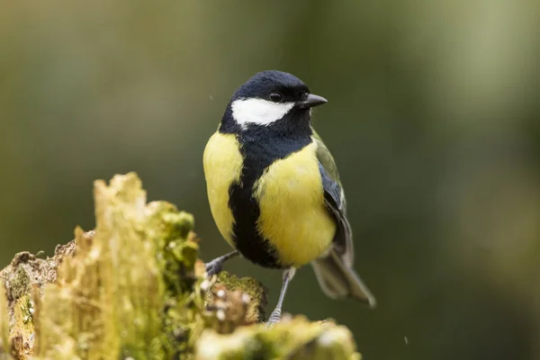 Grande Mésange Parus Major — Photo