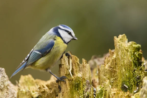 Great Tit Parus Major Sitting Branch Park — 图库照片