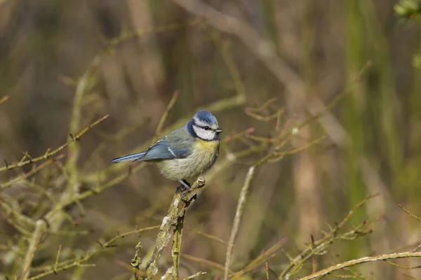 Talgoxe Parus Major — Stockfoto