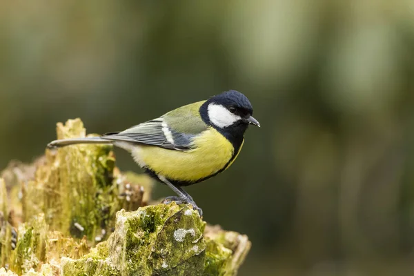 Kohlmeise Parus Major — Stockfoto