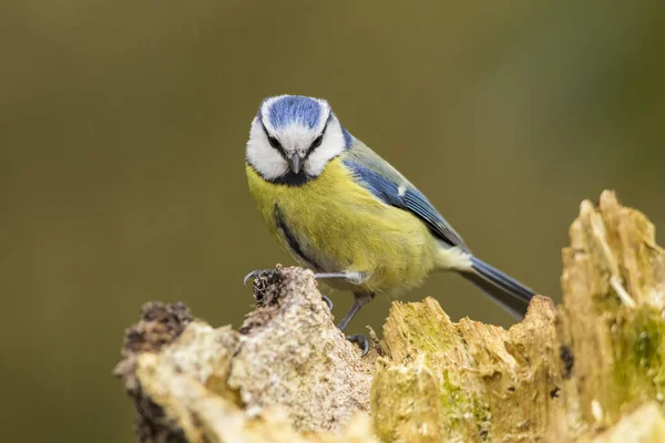 Kohlmeise Parus Major — Stockfoto