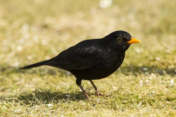 Blackbird Turdus Merula Férfi Fuldabrueck Hesse Németország — Stock Fotó