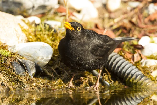 Blackbird Turdus Merula Reu Fuldabrueck Hesse Duitsland — Stockfoto