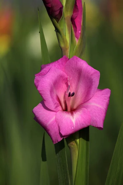 Gladiolus Virágok Flóra Lombozat — Stock Fotó