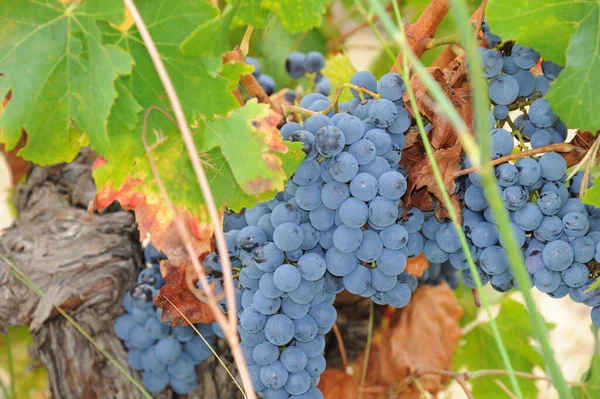 Druiven Die Groeien Wijngaard — Stockfoto