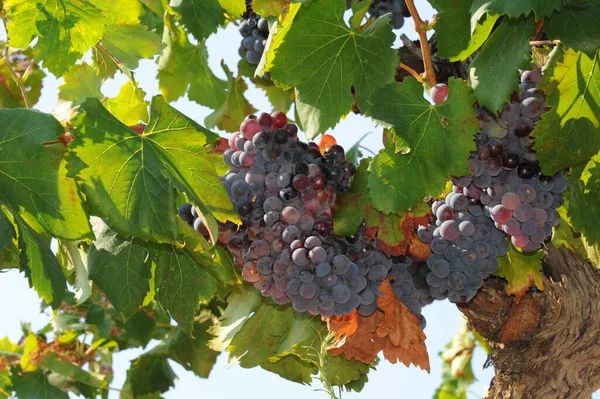 Campo Com Vinhas Paisagem Cultivada Videira — Fotografia de Stock