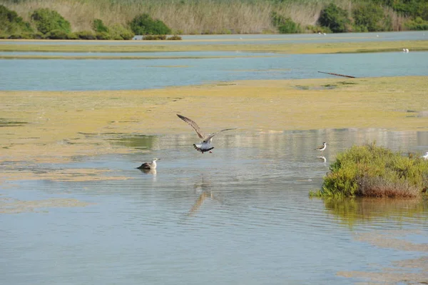 美しいカモメの鳥の風景 — ストック写真